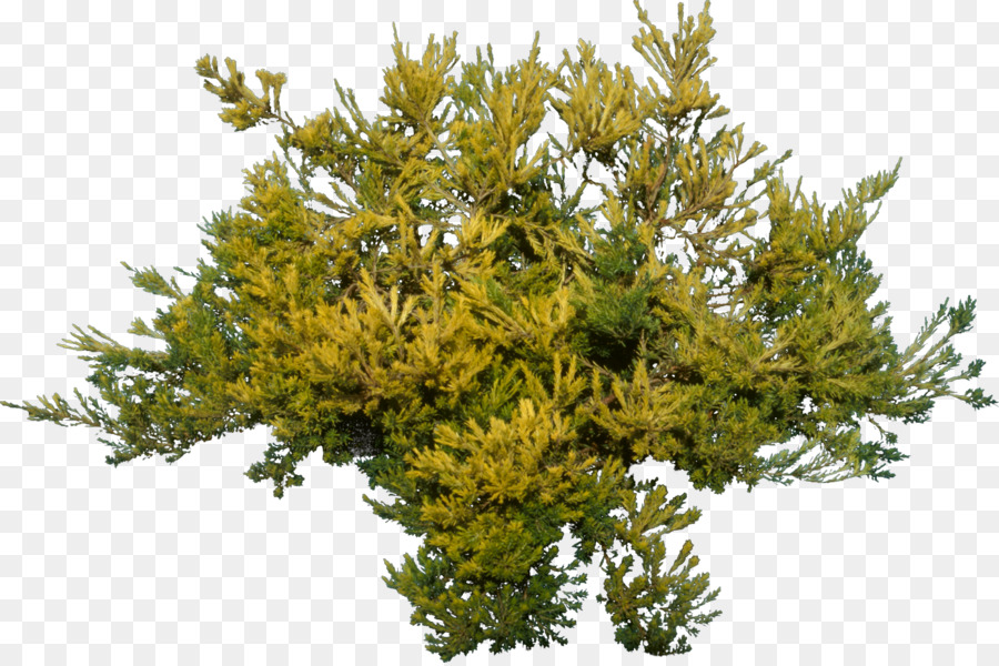 Baum Rendering-Pflanze .dwg - Tanne