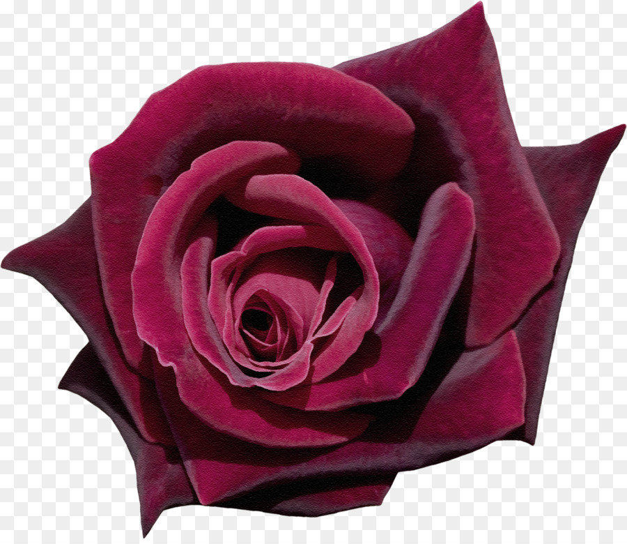 Hoa hồng trong vườn Hoa Centifolia roses - hồng tím