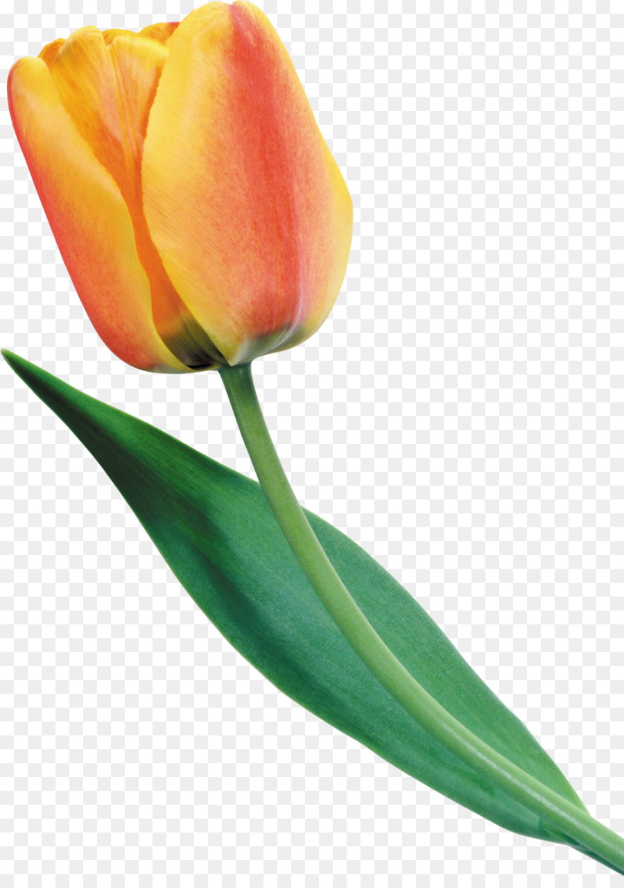 Hoa Tulip Màu Đỏ Clip nghệ thuật - hoa thủy tiên vàng