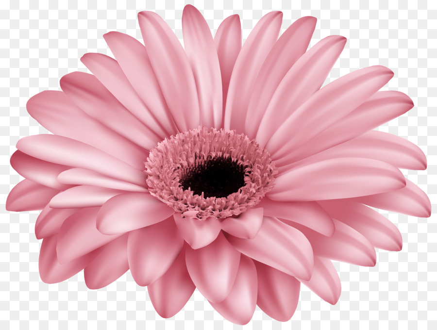 Transvaal Daisy, Pink, Flower, Cut Flowers, Rose, Mauve, Color, Daisy Famil...