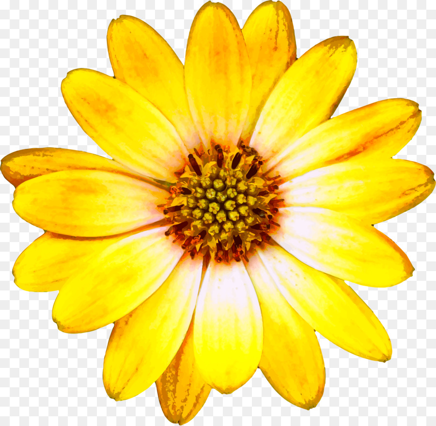 Flower Clip Art - Sonnenblume