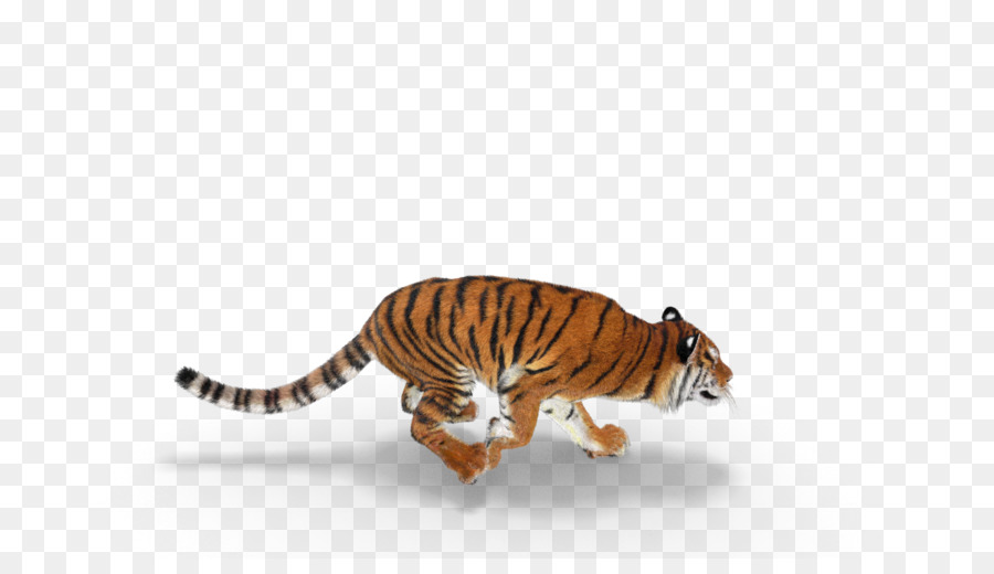 Mèo con hổ động vật hoang Dã Safari park - safari