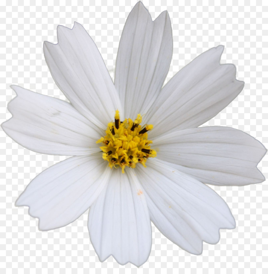 Comune di margherita tedesco camomilla Fiore Giallo - cosmo fiore