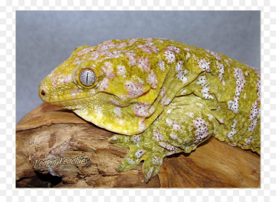 Rettile Rhacodactylus leachianus Gecko Nuova Caledonia Animale - drago barbuto