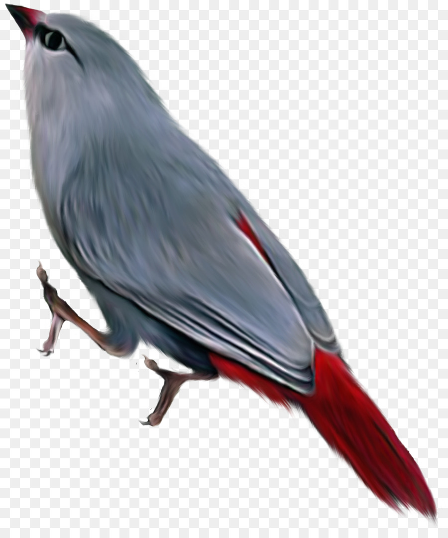 Uccello Clip art - uccello blu