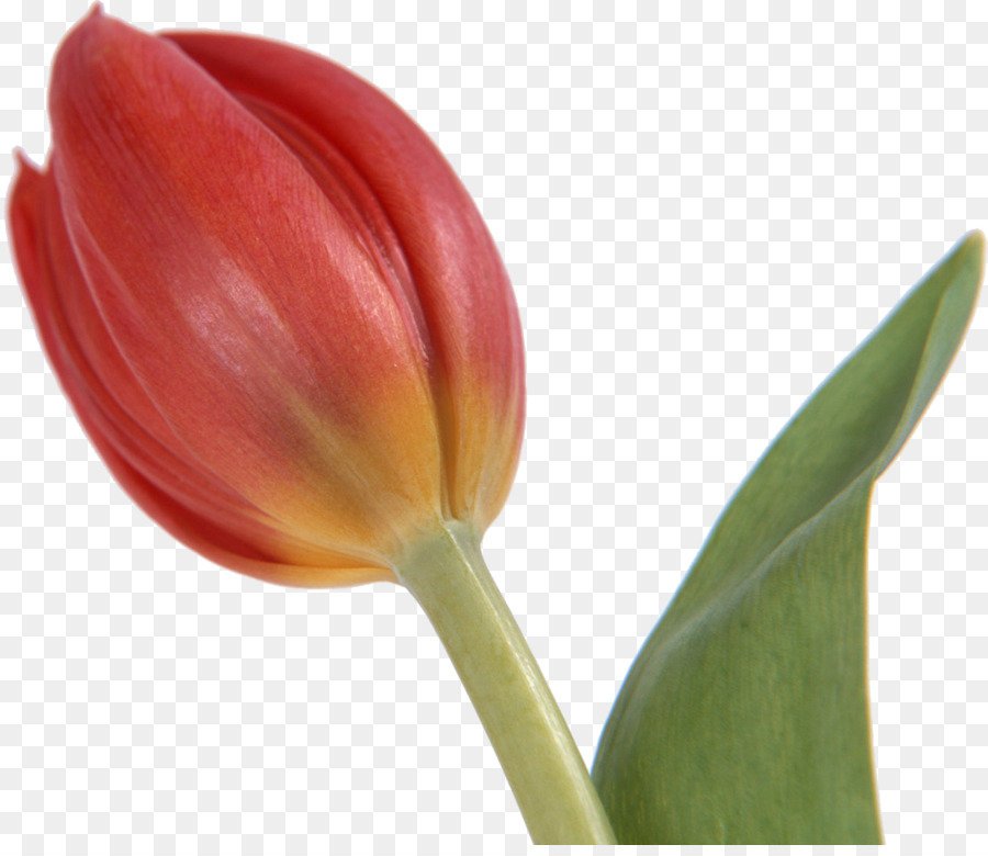 Cắt hoa Tulip Bud - Tulip