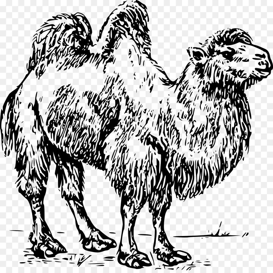 Baktrische Kamel Dromedar Clip art - Kamele