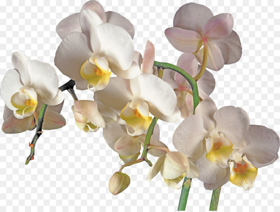 Orchideen Blume clipart - Orchideen