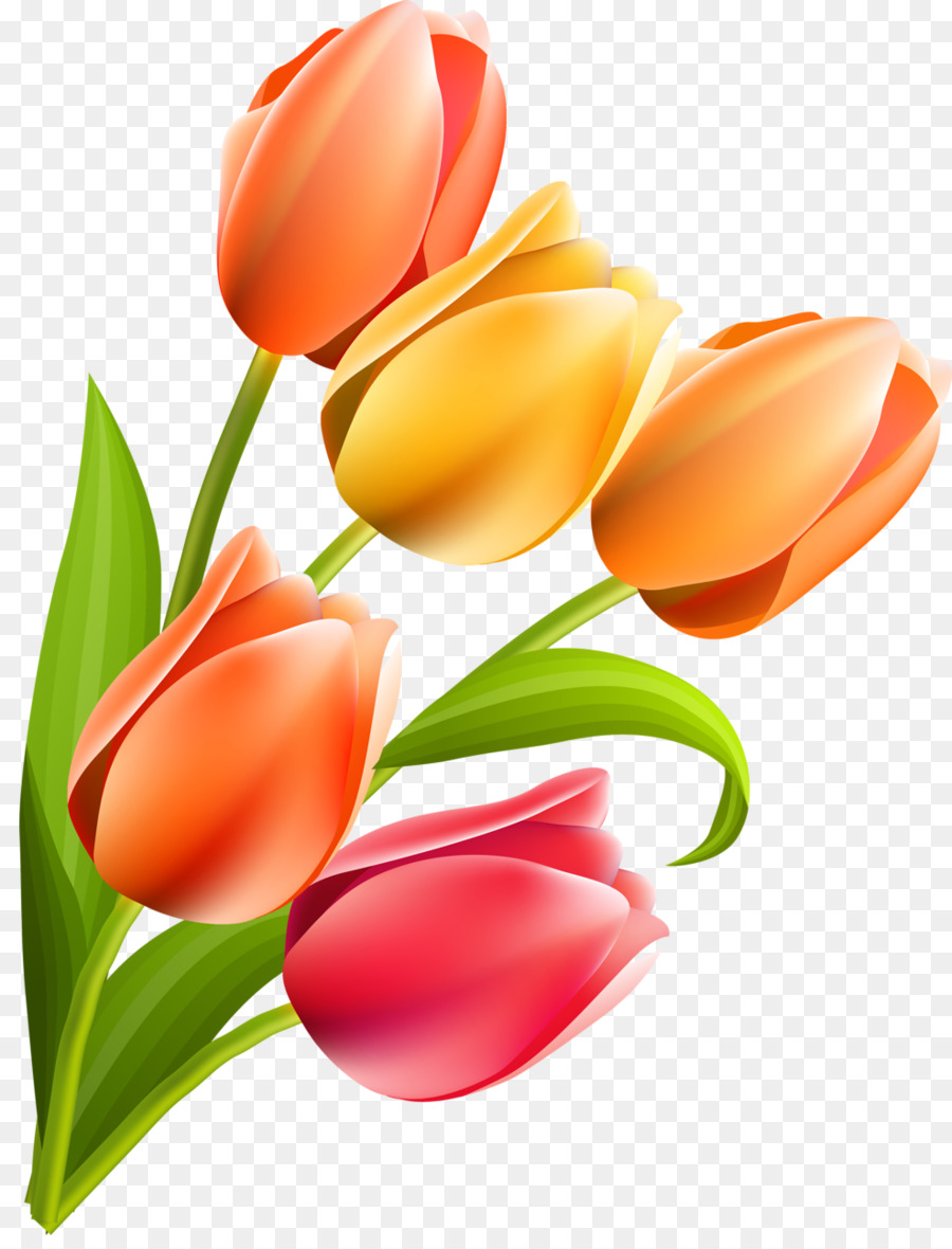 Tagliare i fiori di Tulipano Fioritura, pianta delle Liliacee - Tulipano