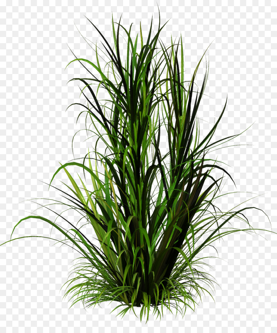 Gras Krautige pflanze clipart - Bambus