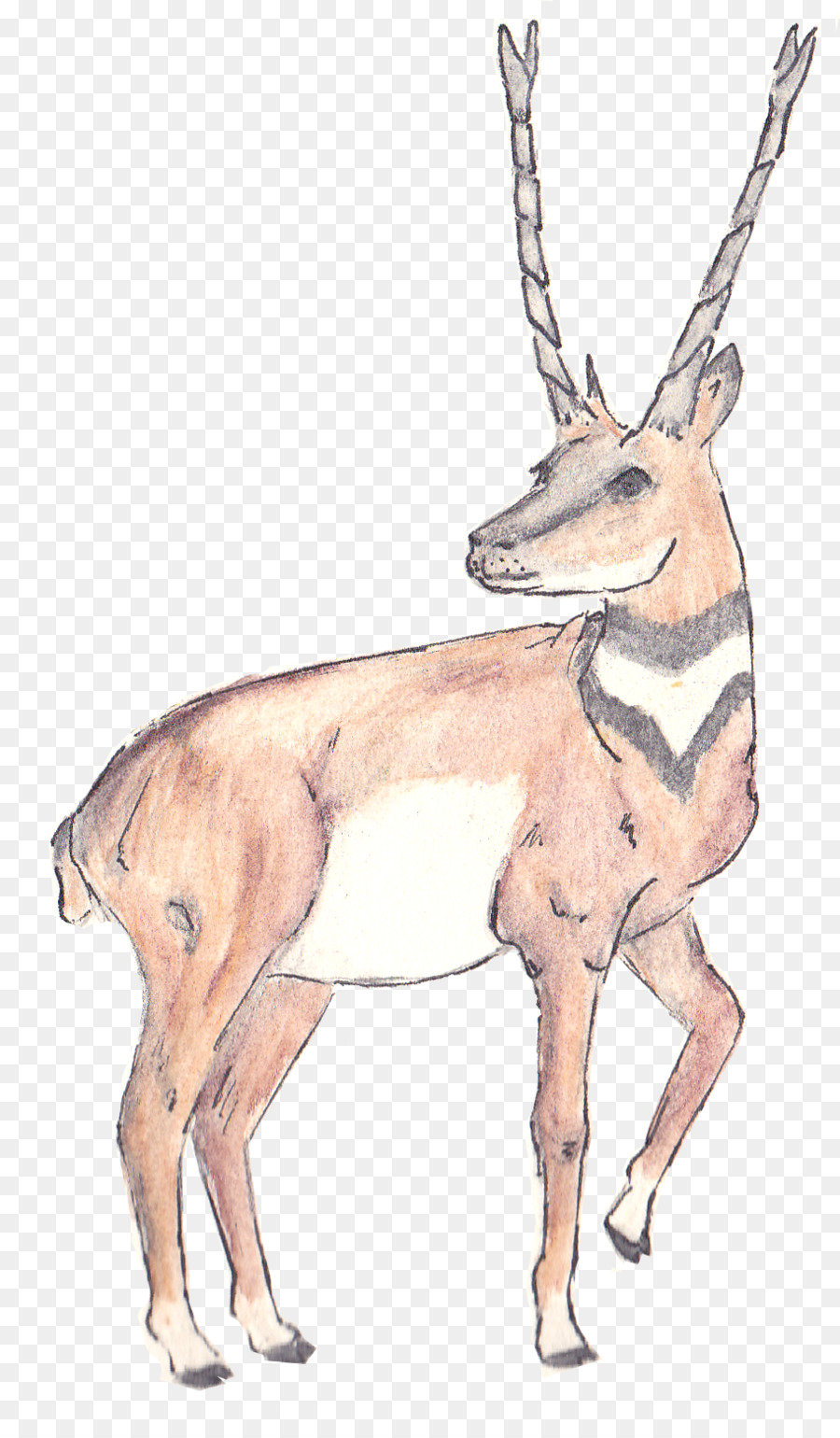 Moschus-Hirsch Antilope, Rentier-Horn - Antilope
