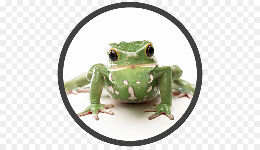Der Froschkönig-Desktop Wallpaper Tier - Amphibien