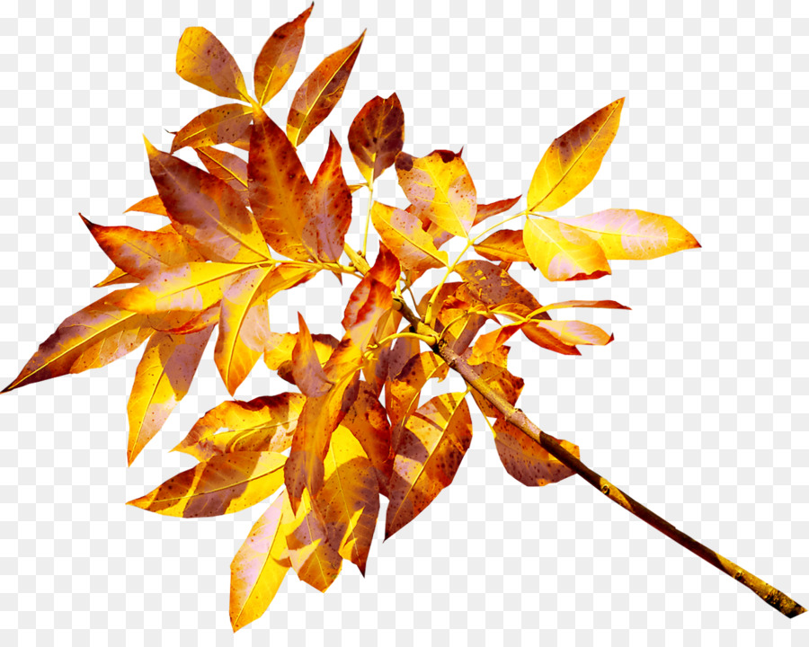 Blatt Gelb-Gold-Clip-art - Herbst Blätter