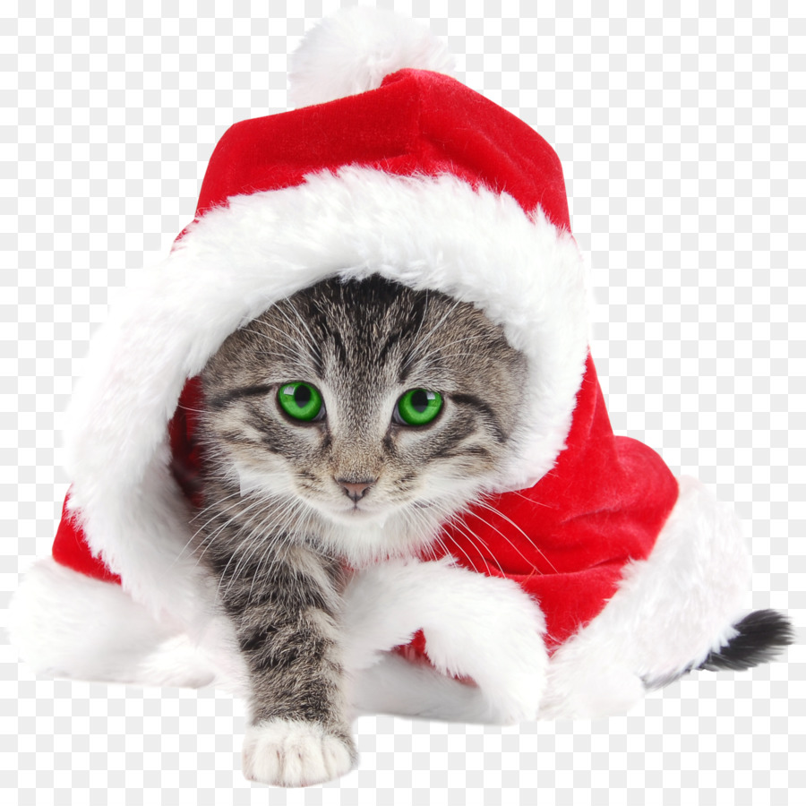 Kitten Cat Babbo Natale Renna di Natale - drago barbuto