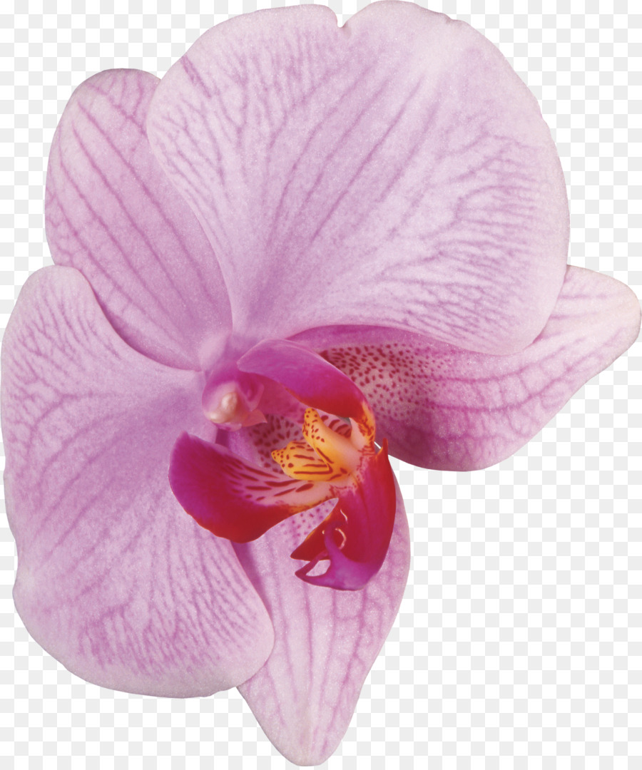 Moth Orchideen Cattleya Orchideen Violett - rosa Blumen