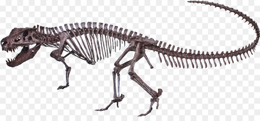 Postosuchus Dinosauriers Ornithomimus Reptil Tyrannosaurus - Skelett