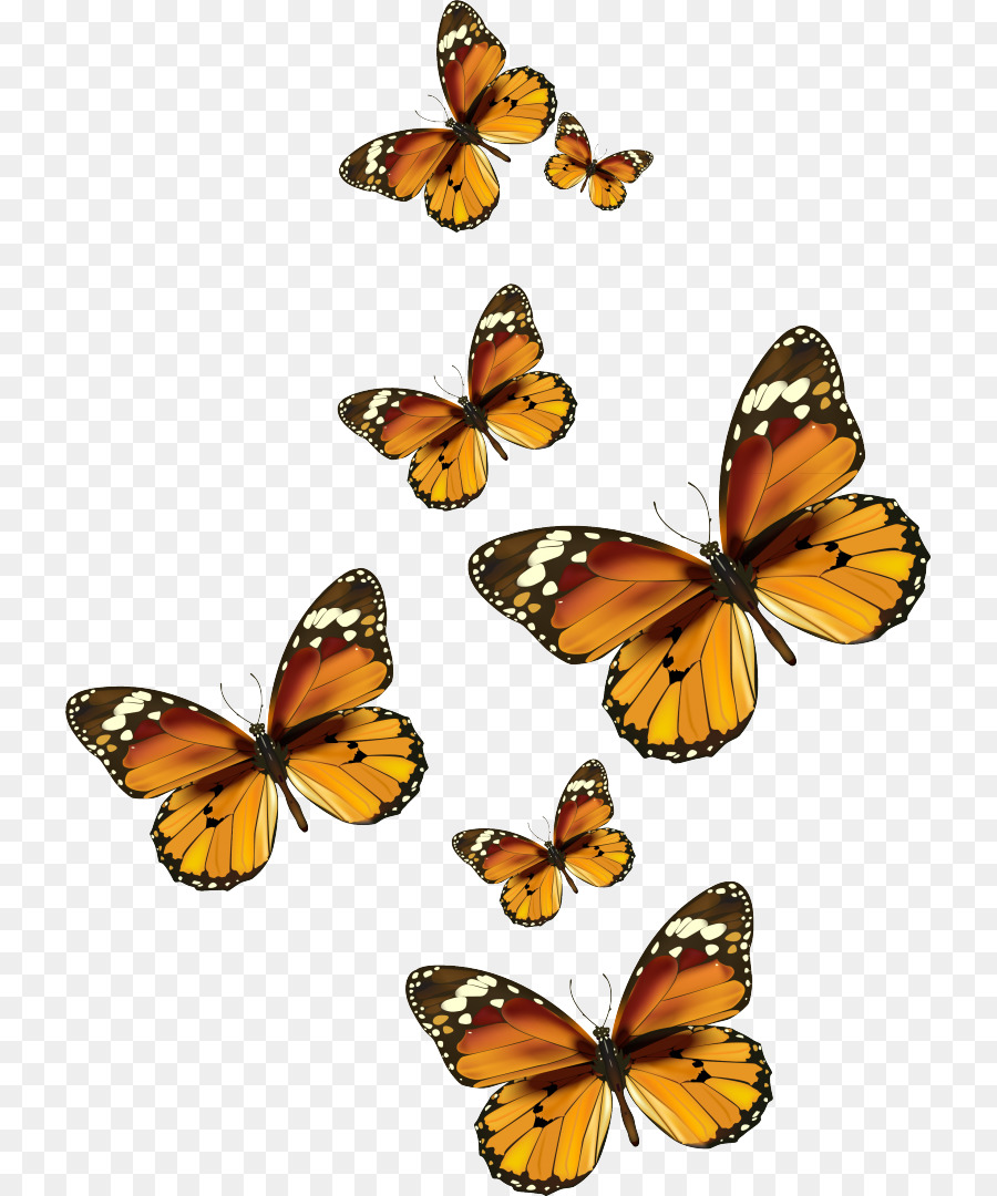 Vua bướm Côn trùng Clip nghệ thuật - bướm