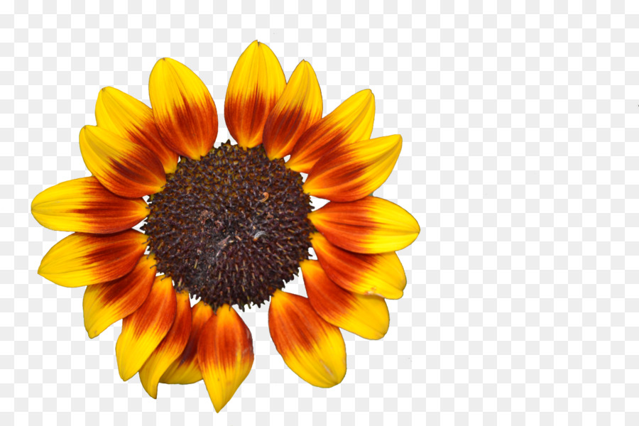 Common sunflower-Sonnenblumen-Fotografie korbblütler - Sonnenblume