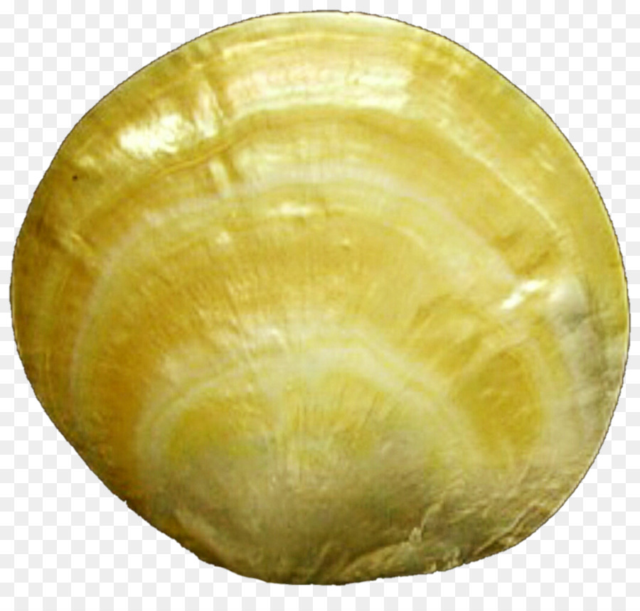 Geschirr - Seashell