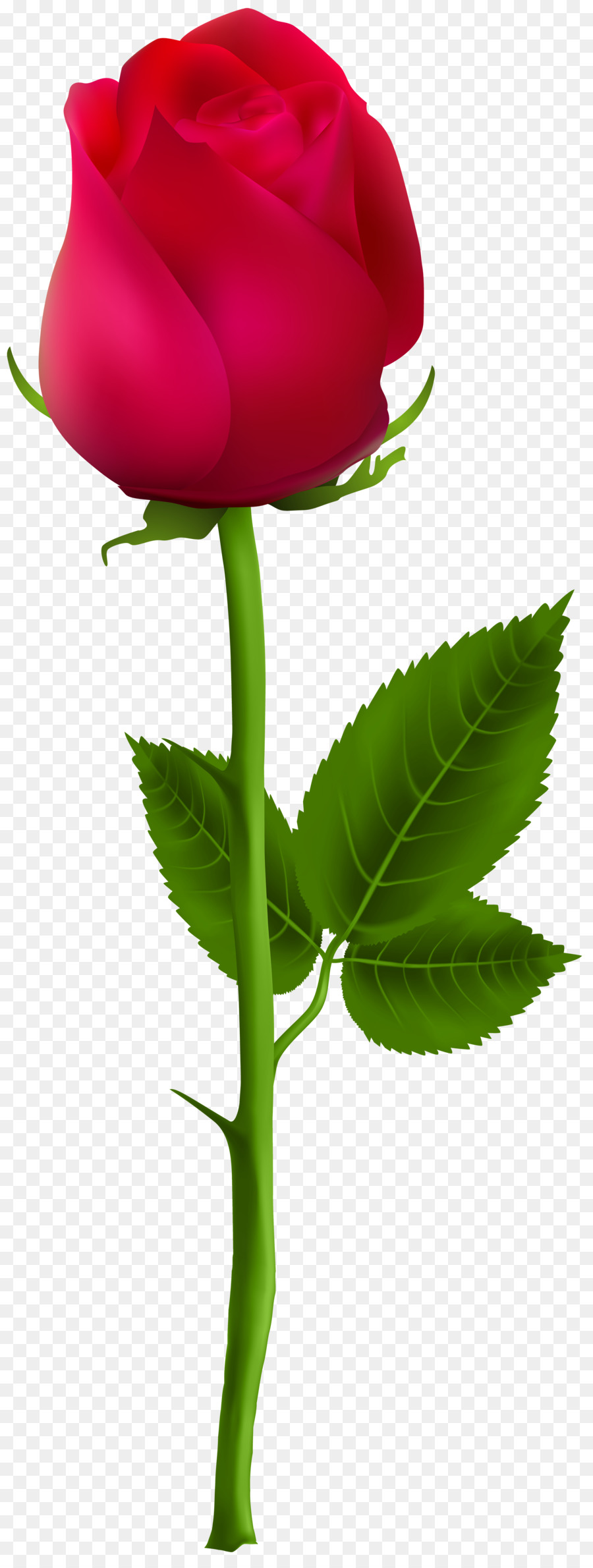 Hoa hồng Vẽ Clip nghệ thuật - VÀNG ROSE