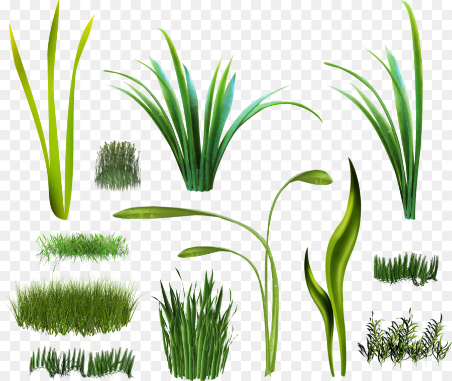 Krautige pflanze Digitale Bild-clipart - grün, gras