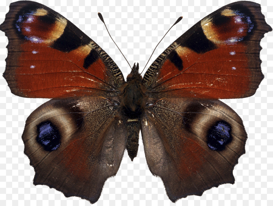 Nhiếp ảnh chứng khoán Tím Đổi mới Clip nghệ thuật - bướm
