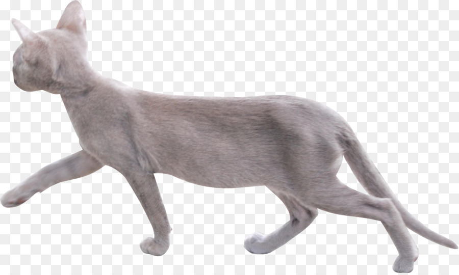 Donskoy mèo Peterbald Quỷ Mèo con con mèo lông ngắn - mèo