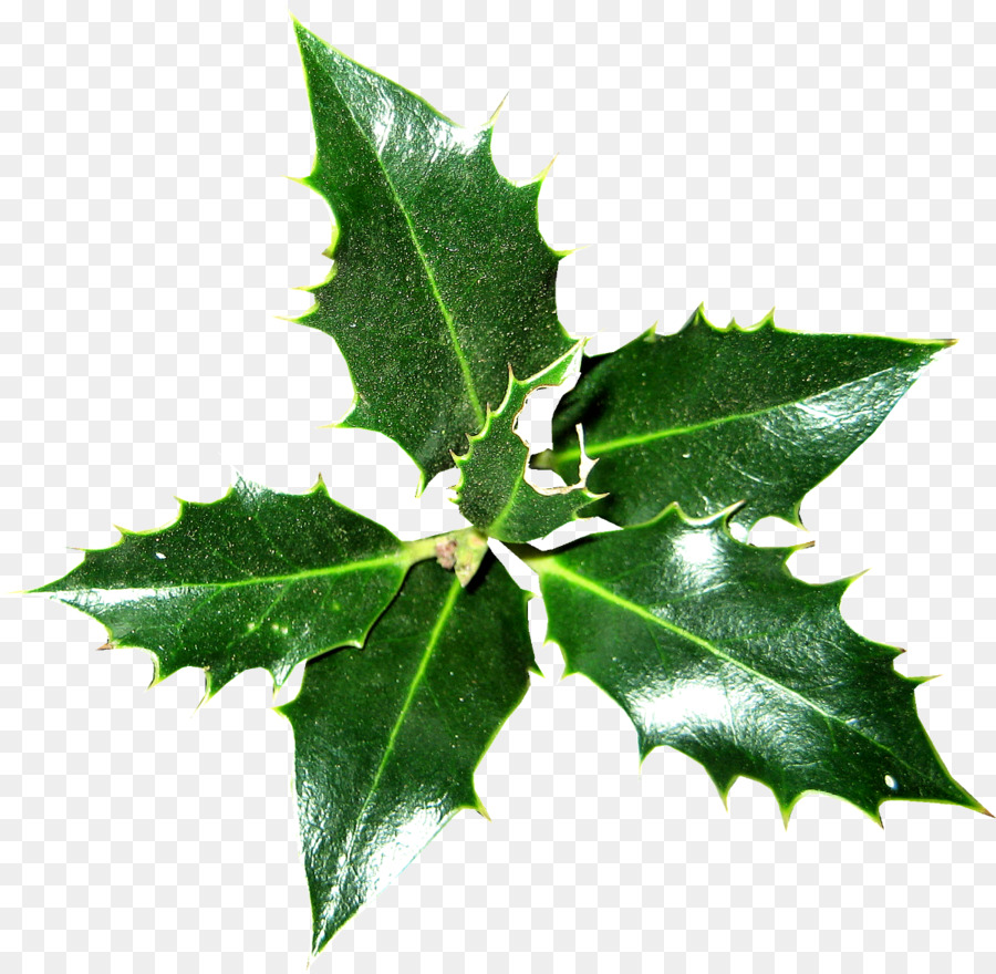 Comune di agrifoglio Ilex crenata di Natale Pianta di Magnolia - 