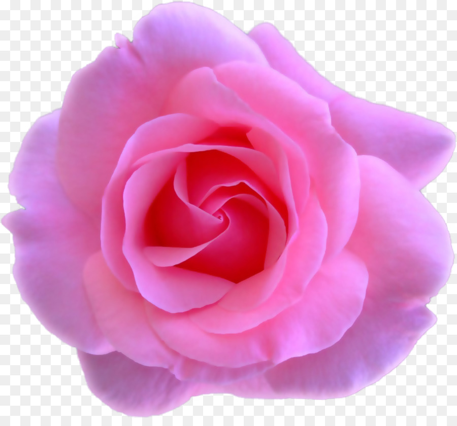 Giardino di rose Centifolia rose Fiore Petalo Floribunda - rosa