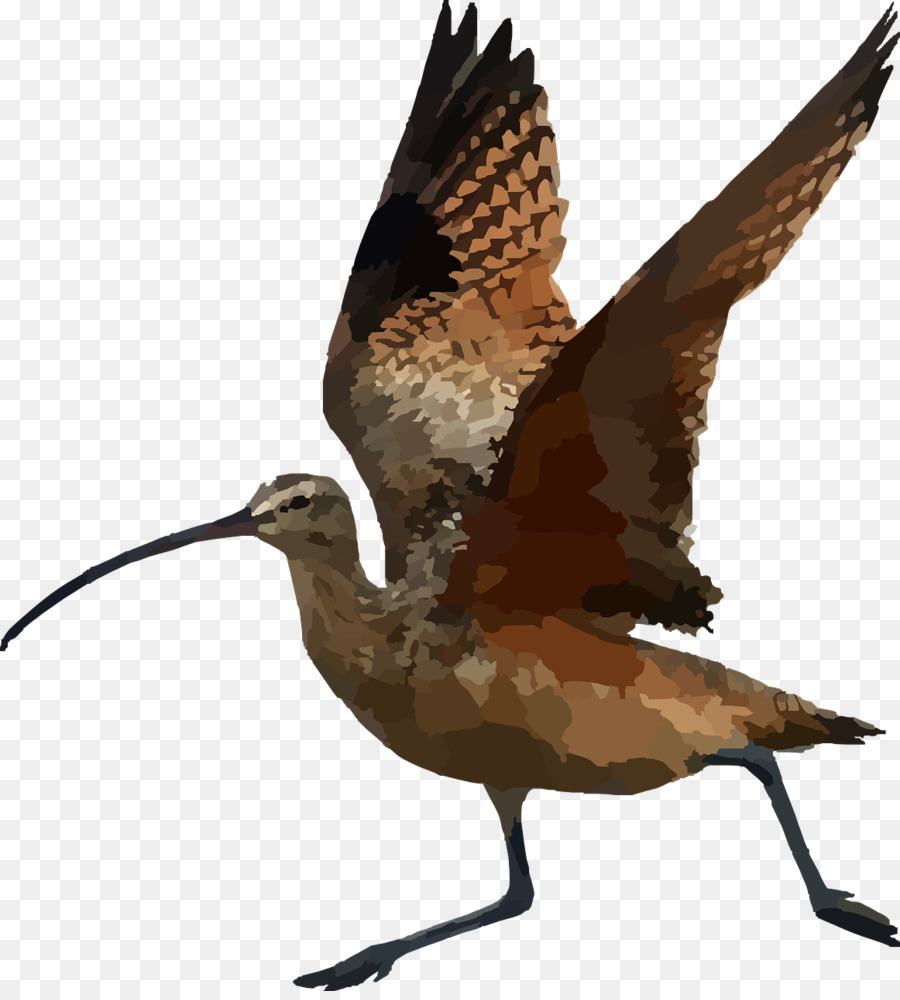 Vogel, der Lange-billed Brachvogel Schnabel Clip-art - fliegende Vögel