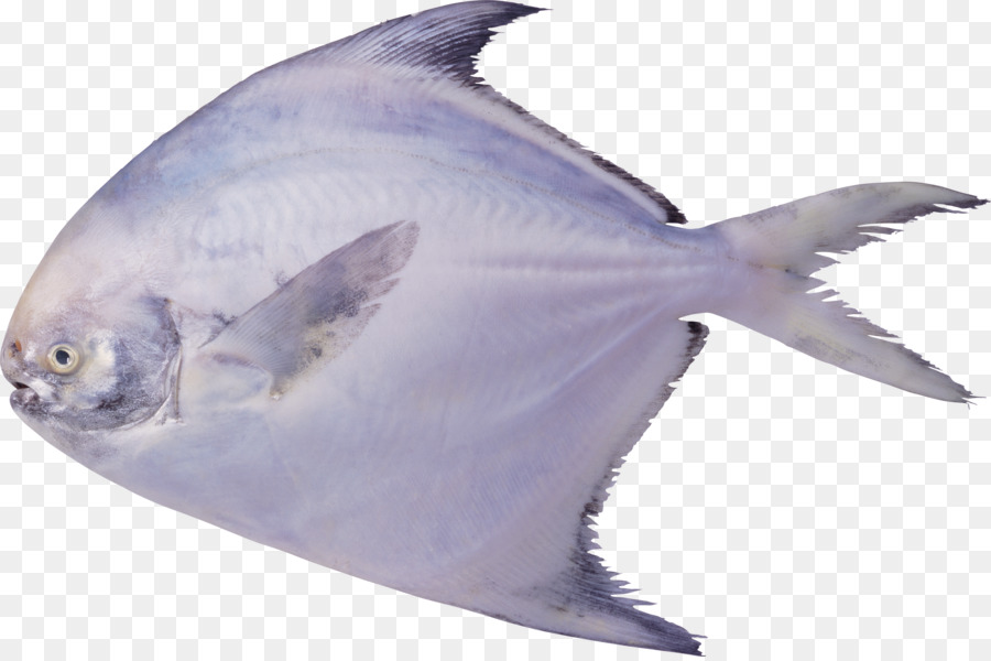 Pampus argenteus Nero pomfret Pesce Pesce - pesce