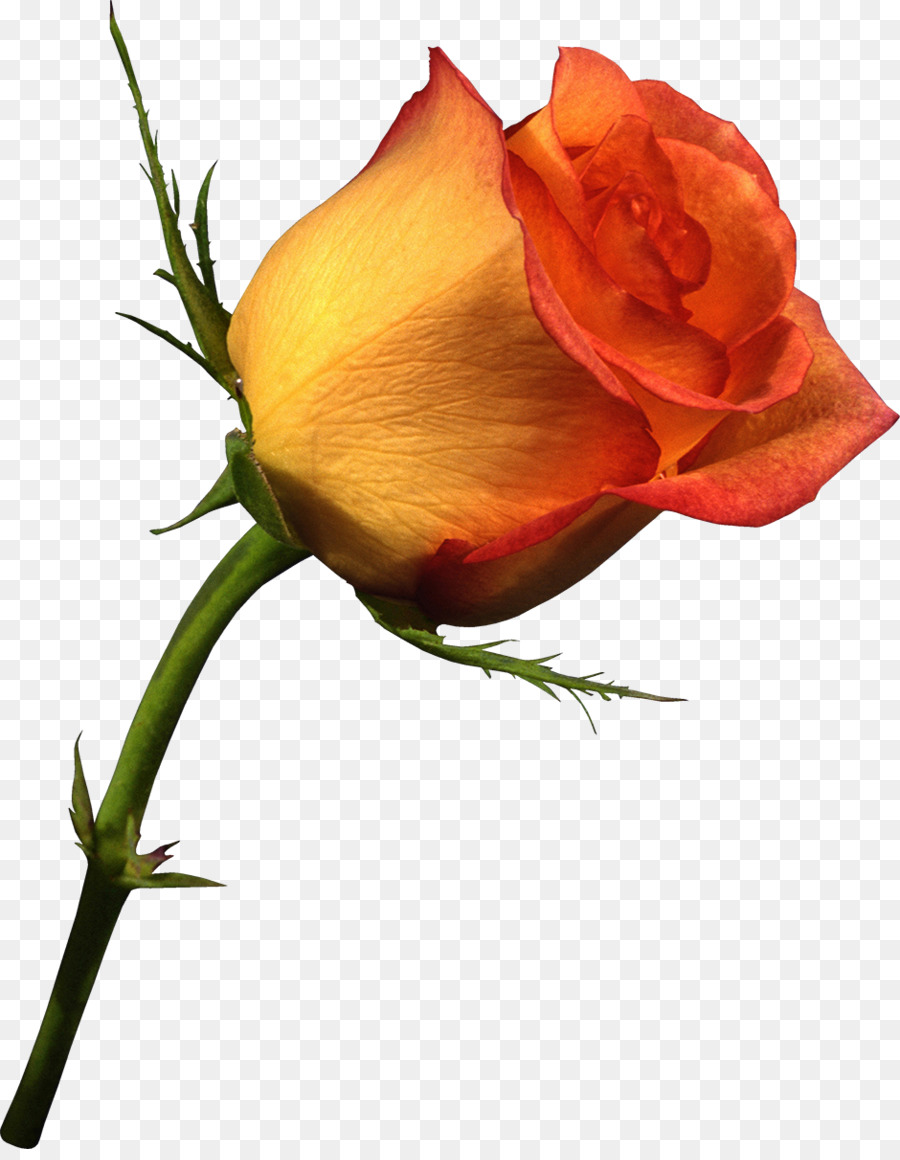 Ngày Valentine Rose Gfycat - Hoa hồng