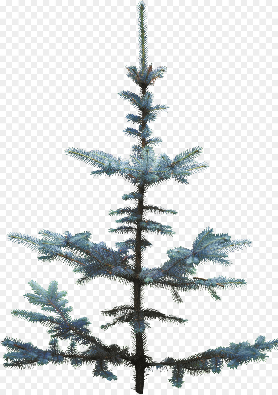 Weihnachtsbaum Fichte Kiefer Tanne - Schnee Baum