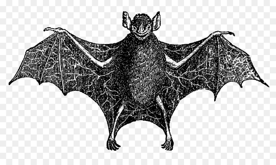 Bat Digitale Bild-clipart - Vampir