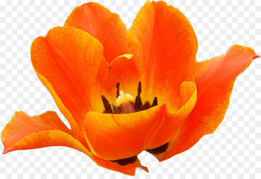 Fioritura, pianta, Petalo di Tulipano pianta in fiore - Tulipano