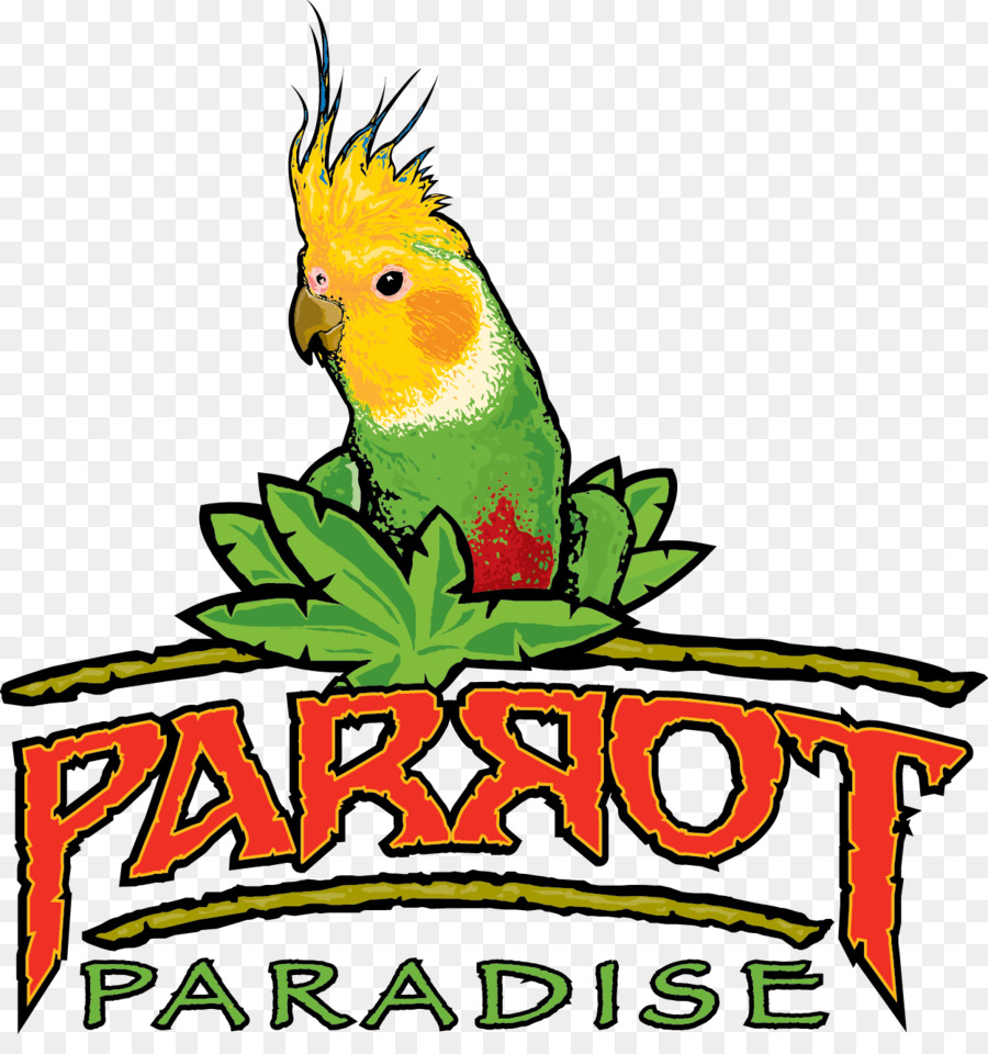 Papagei Vogel Sittich Ara Pet - Nymphensittiche