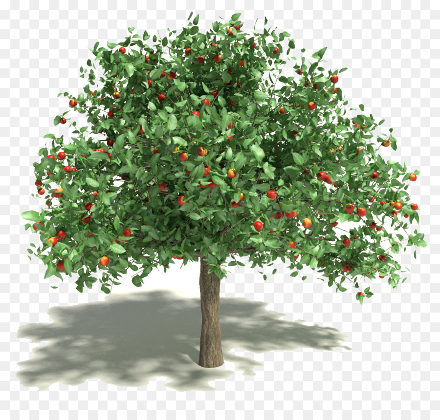 Apfel-Obst-Baum-3D-Modellierung 3D-Computergraphik - Granatapfel