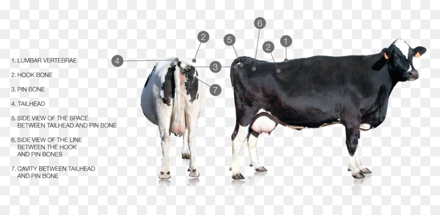 Bovini da latte di Latte di Capra - mucca clarabelle