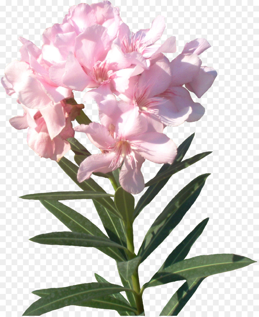 Blumen Aquarell Malerei - rosa Blume