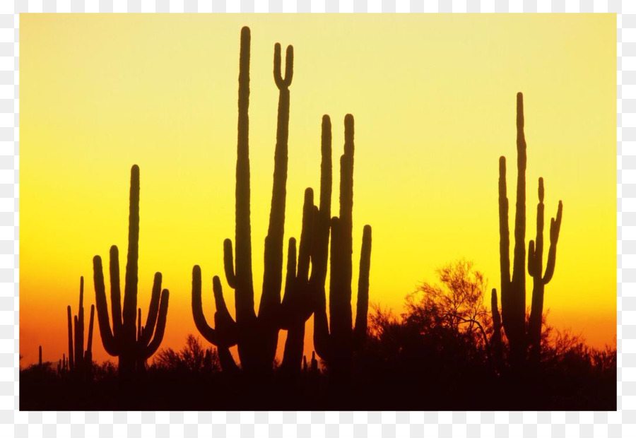 Saguaro công Viên Quốc gia thành phố Hoàng hôn Clip nghệ thuật - xương rồng