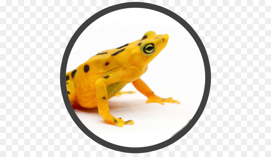 Panama vàng ếch Smithsonian bảo Tồn và trung Tâm Nghiên cứu Lưỡng cư - Ếch