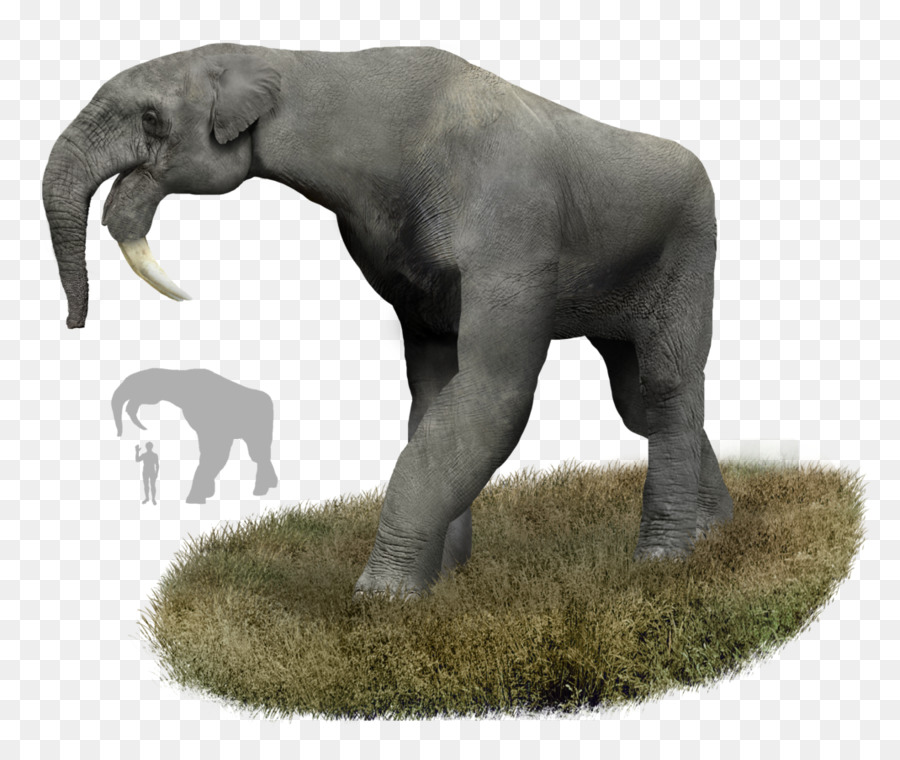 Deinotherium Vorgeschichte Orang-Utan Elefant Entelodont - Elefant