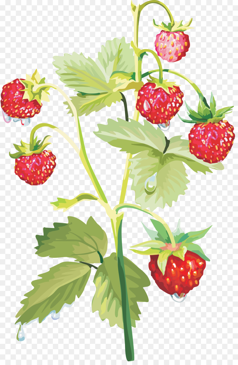 Moschus Erdbeere - Erdbeere