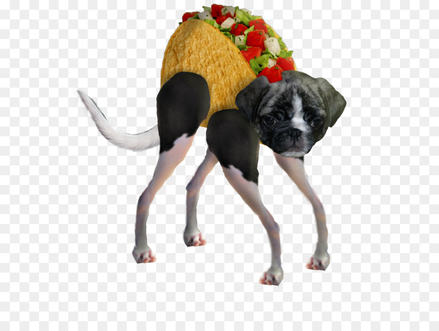 Taco Tổng Trấn Con Chó Con - Taco