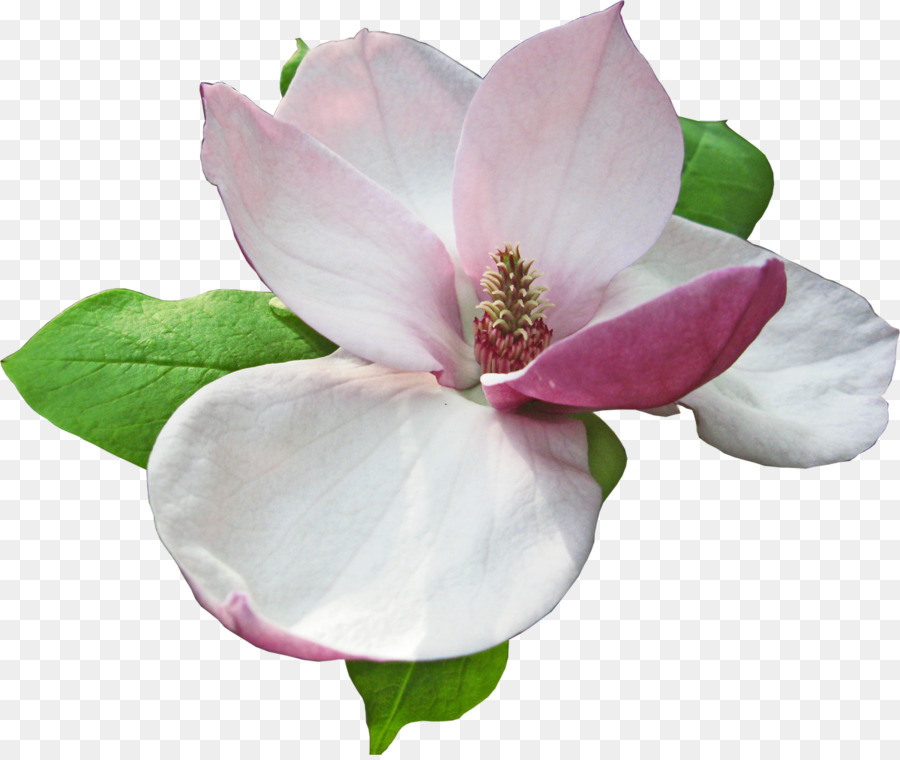 Magnoliaceae Hoa RAR - hoa sen