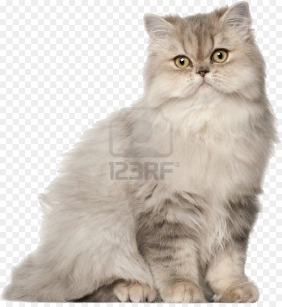 Perser Katze britisch Kurzhaar Bengal Katze Sibirische Katze Birma - Katzen