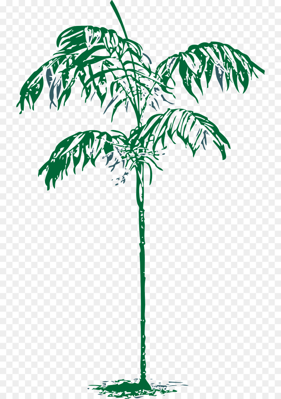 Arecaceae-Baum-Zeichnung Clip art - Palmen