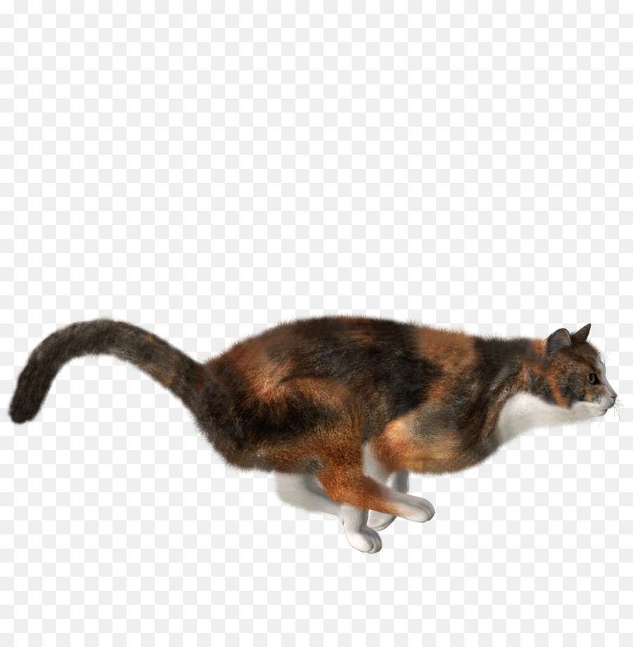Gatto Gattino - gatto