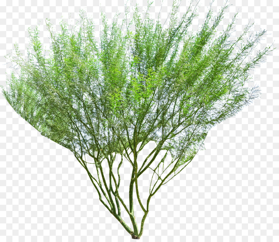 Baum Parkinsonia florida-Pflanze Strauch Prosopis chilensis - Aloe