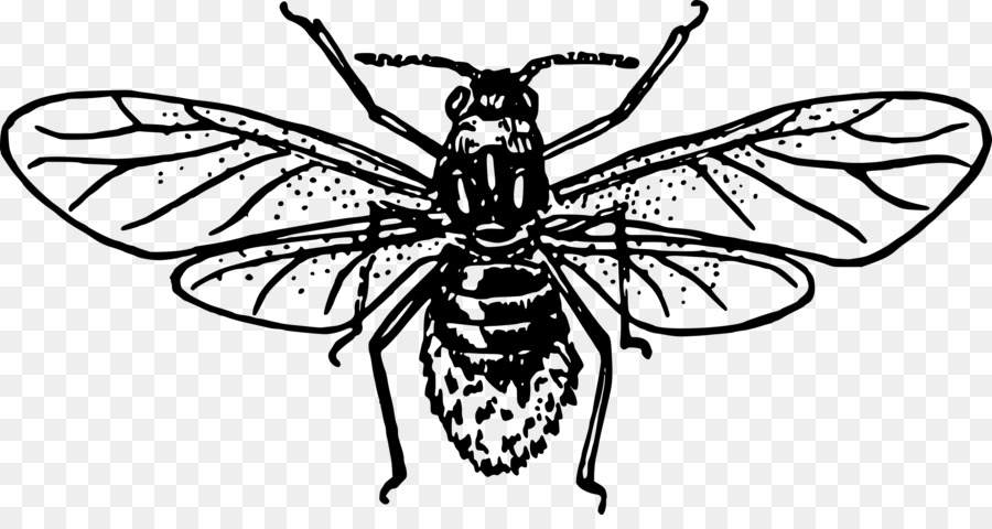 Ong mật phương tây Vẽ tổ Ong Clip nghệ thuật - con chuồn chuồn